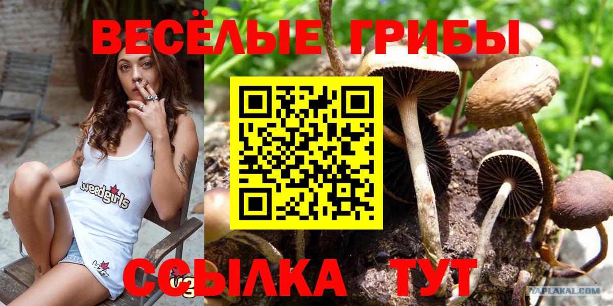 Псилоцибиновые грибы прущие грибы Выборг